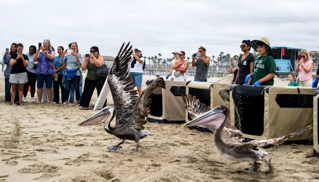 The Wetlands and Wildlife Care Center Orange County released 5...
