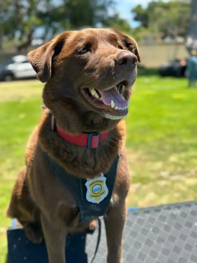 Kingman, a CISK dog at Huntington Beach Fire Department and...