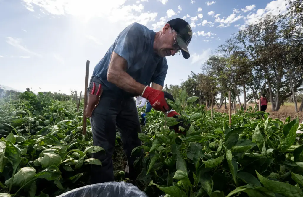 Volunteer Alberto Della Ripa, of Rancho Santa Margarita, picks bell...