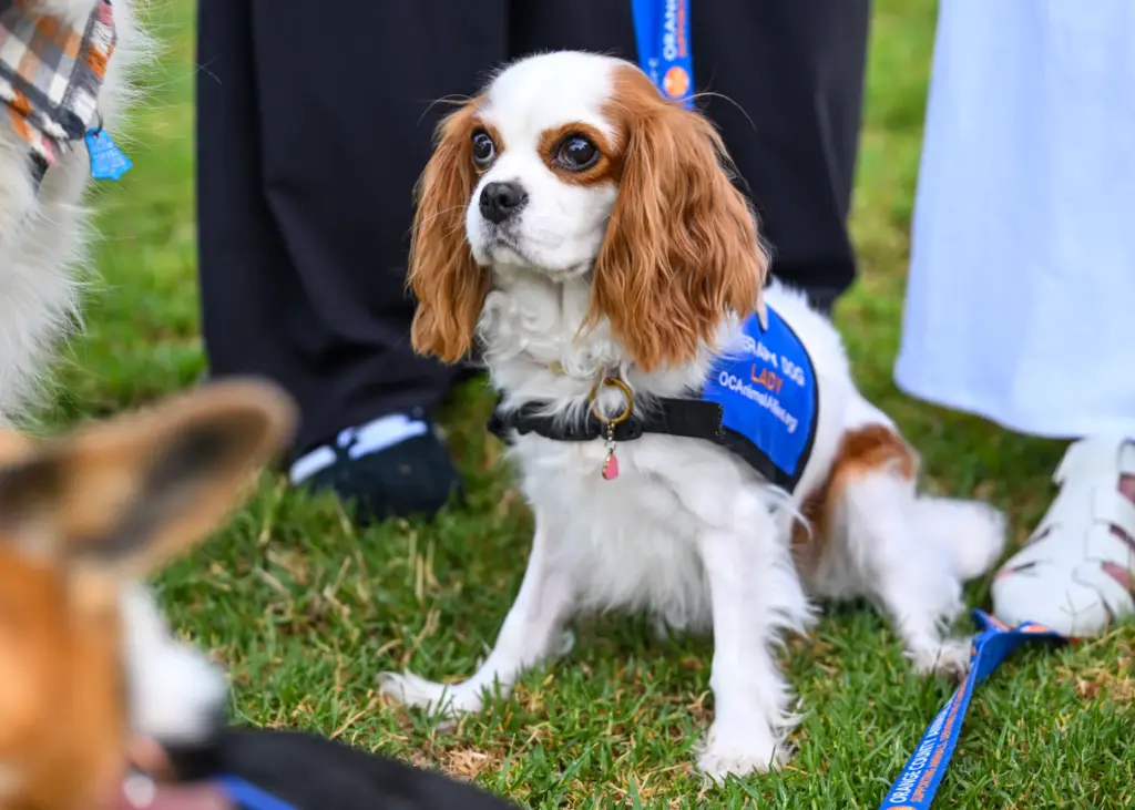 Lady, a 4-year-old Cavalier King Charles, in Tustin on Wednesday,...