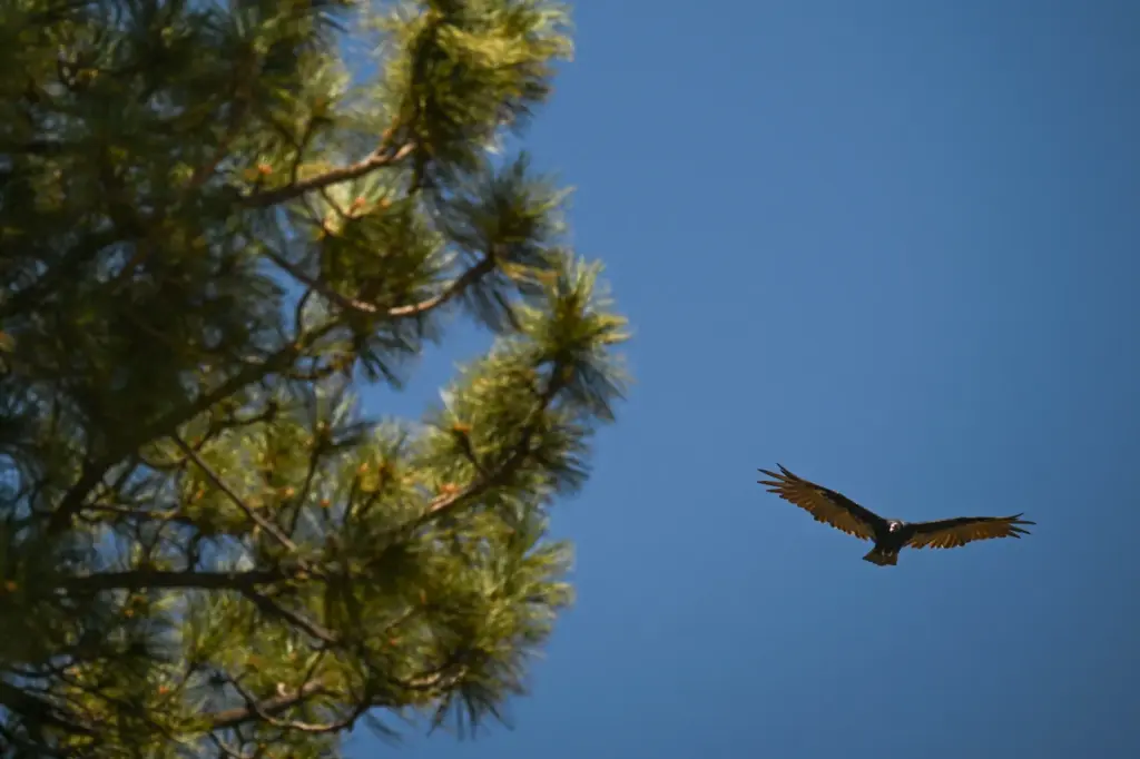 A turkey vulture flies near the trees of the Moon...