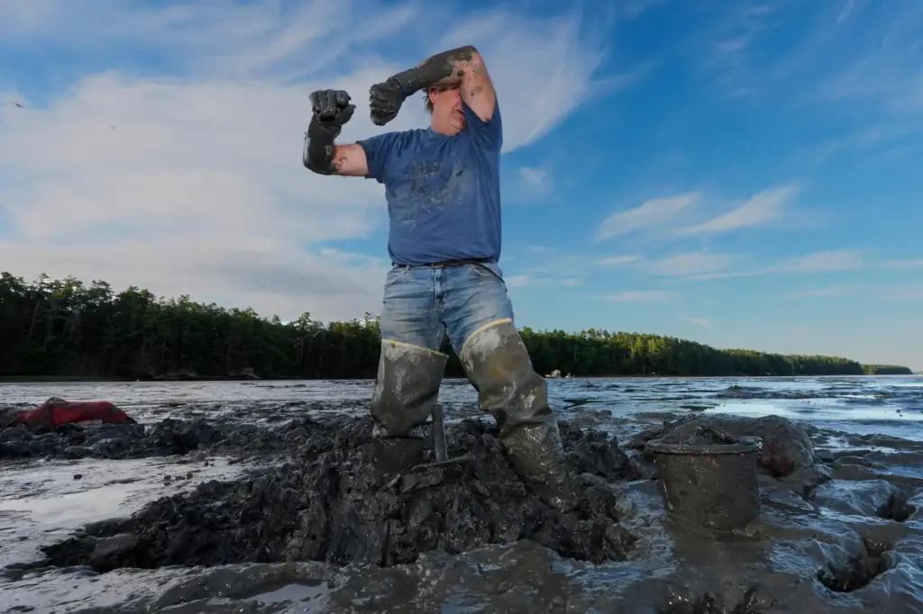 Chad Coffin wipes sweat from his face while harvesting clams...
