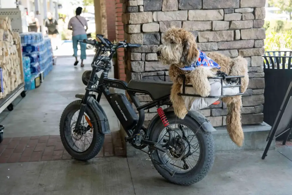 Winston calmly waits while owner Tyler Winslow picks up a...