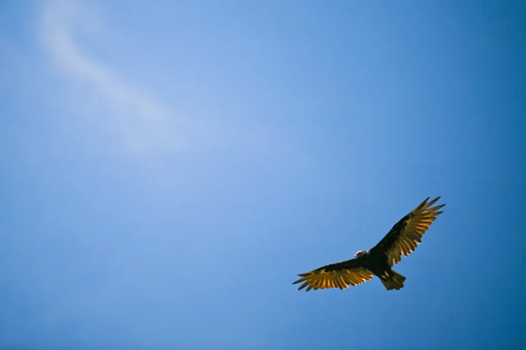A turkey vulture flies near the tree line of the...