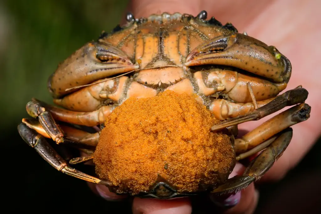 A mass of thousands of eggs clings to the abdomen...