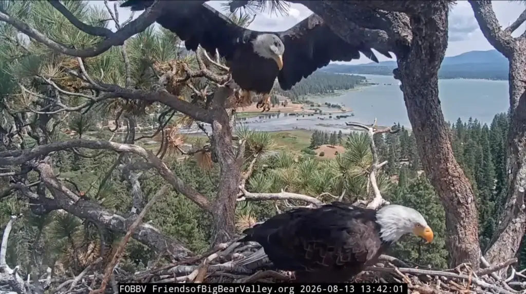 Bald eagles Shadow and KD1 nest together Thursday, Aug. 13,...
