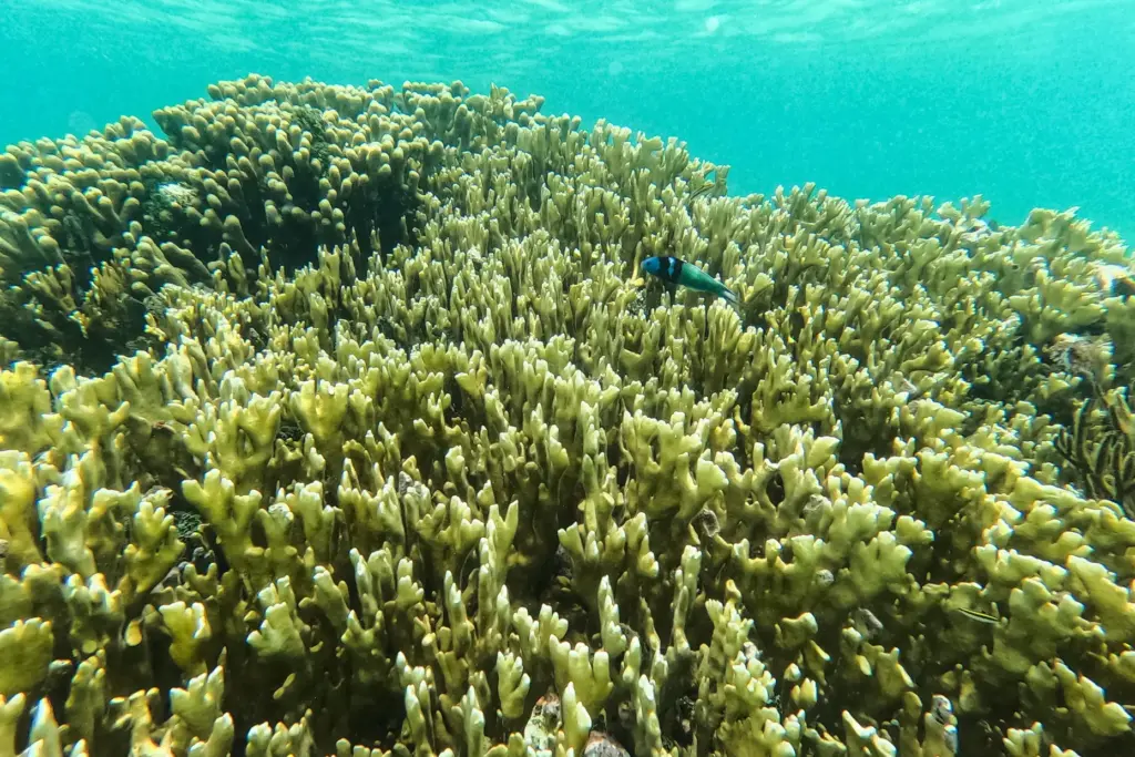 FILE – A fish swims through a coral reef in...