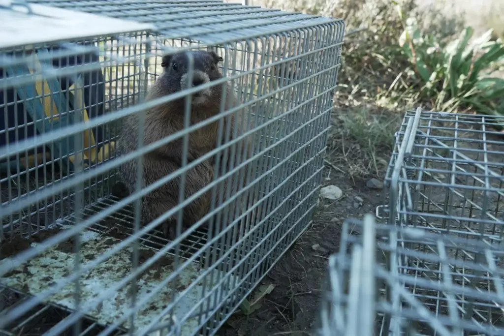A marmot pup looks out from a trap Thursday, Aug....