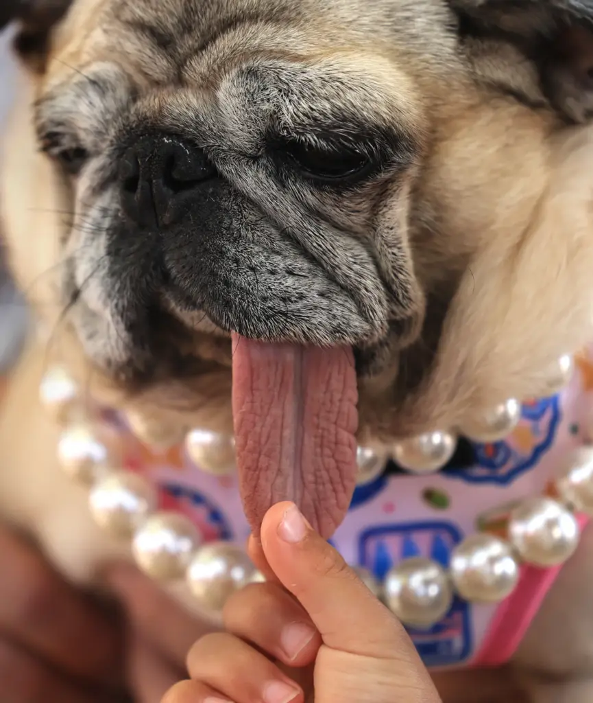 Pug Jinny Lu, owned by Michelle Grady, wins the Worldâs...