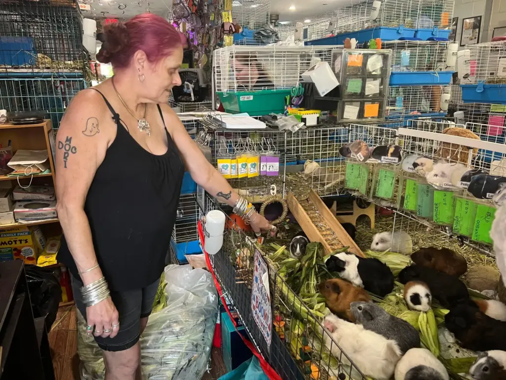 Kimie Smothermon feeds some of her several hundred guinea pigs.