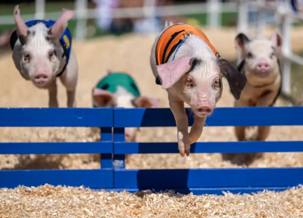 The All-Alaskan Racing Pigs leap over a hurdle during a...