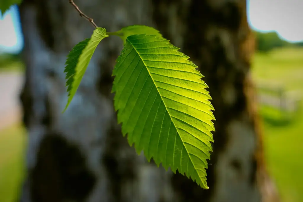 Leaves of an American elm