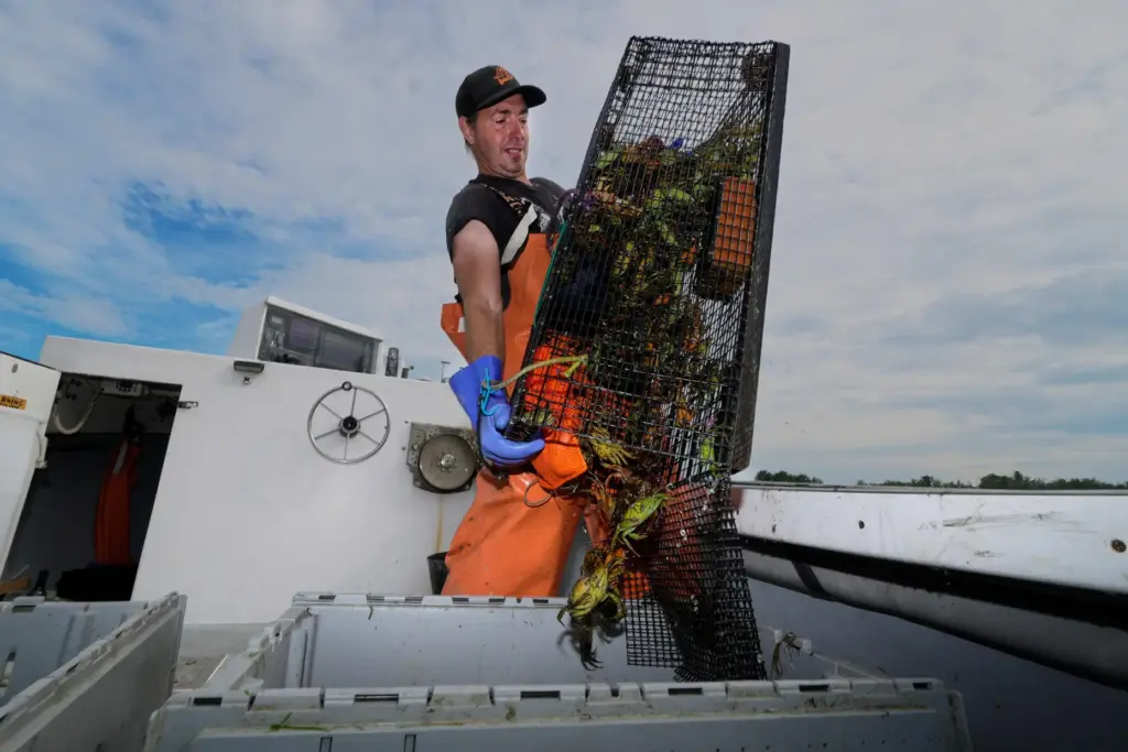 Harvester Mike Masi dumps a trap full of green crabs...