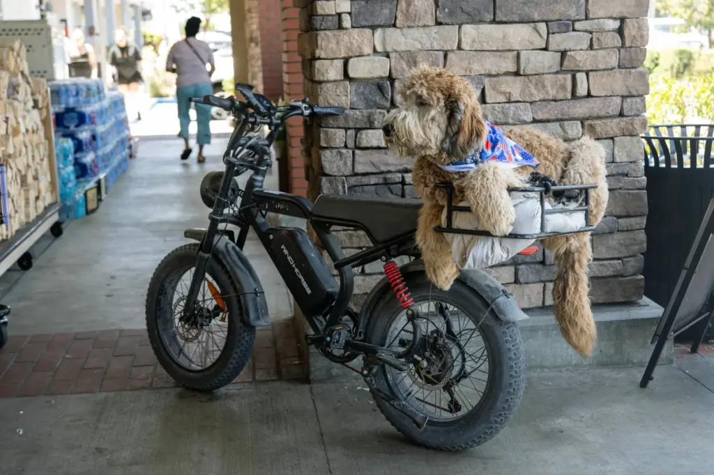 Winston calmly waits while owner Tyler Winslow picks up a...