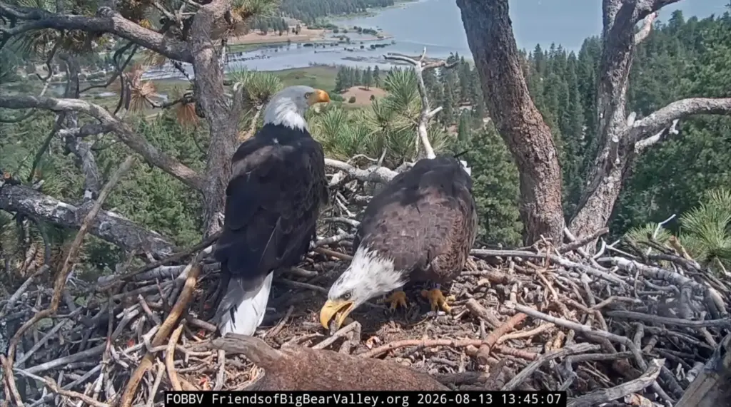 Bald eagles Shadow and KD1 nest together Thursday, Aug. 13,...