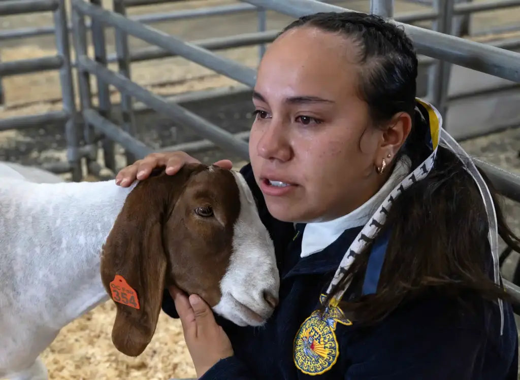 Allison Graciano, with Sonora High Schoolâs FFA program, spends time...
