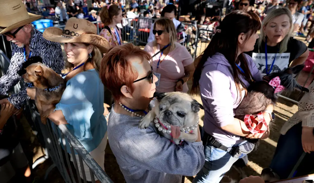 Pug Jinny Lu and owner Michelle Grady, front, wait with...