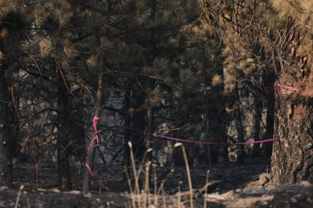 A burned section of trees is marked with pink tape...