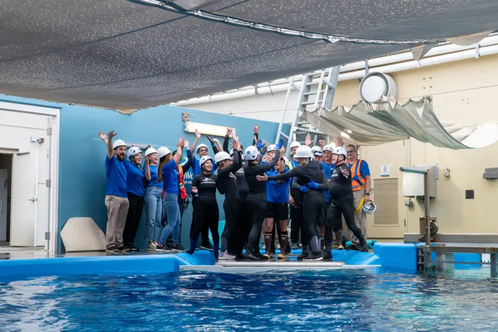 SeaWorld San Diego team celebrates successful rescue of 3 belugas...