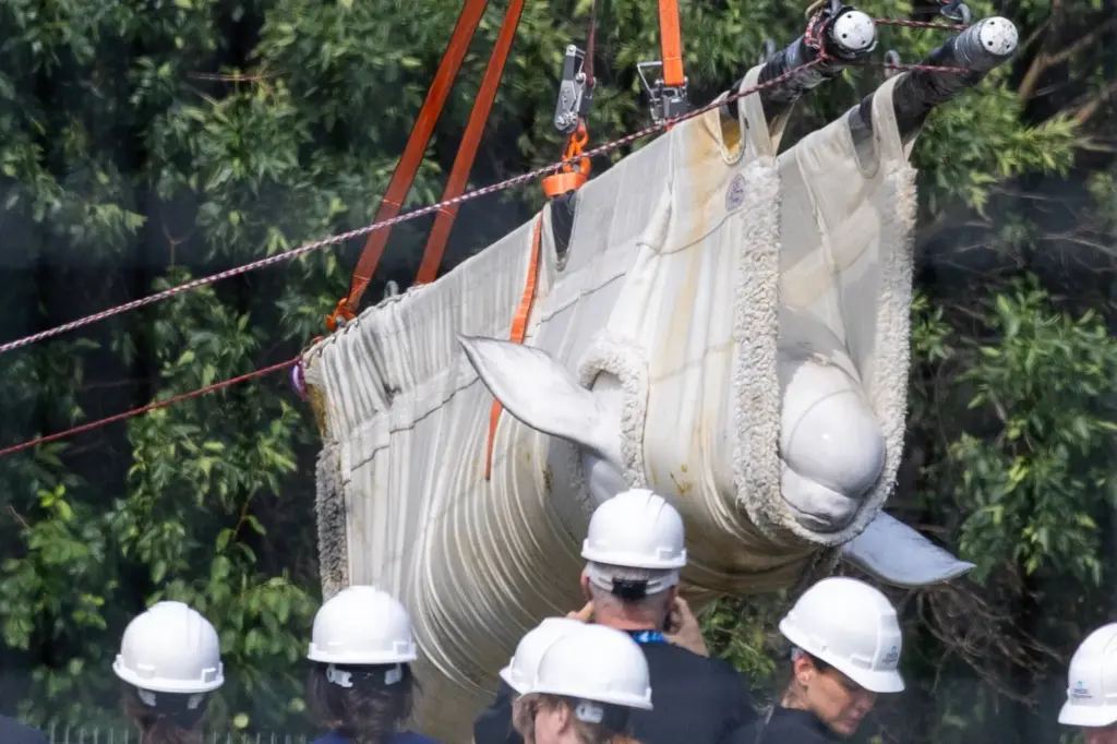 A beluga whale named Sierra is transported by a group...