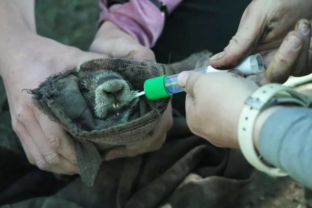 Researchers swab the cheek of a marmot Thursday, Aug. 6,...