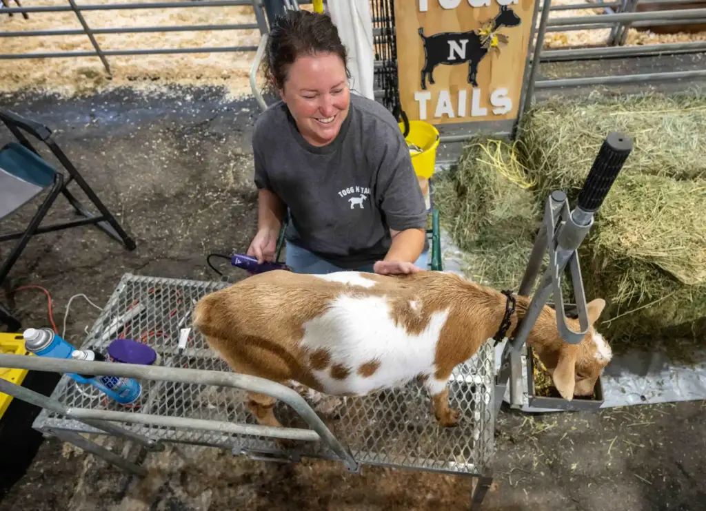 Angela Lant shears her goat, Summer, getting her ready for...