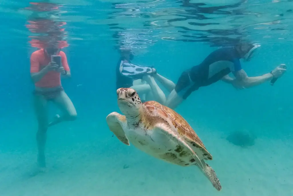 FILE – A sea turtle swims among tourists snorkeling at...
