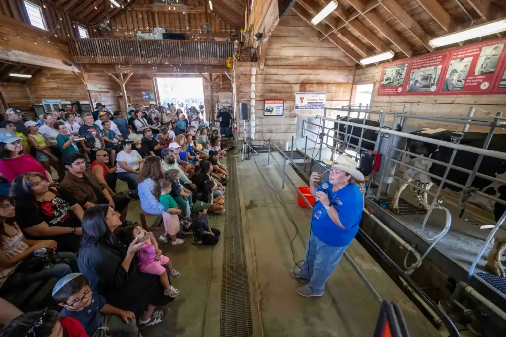 OC Fair volunteer Clare Kinsman leads a cow milking milking...