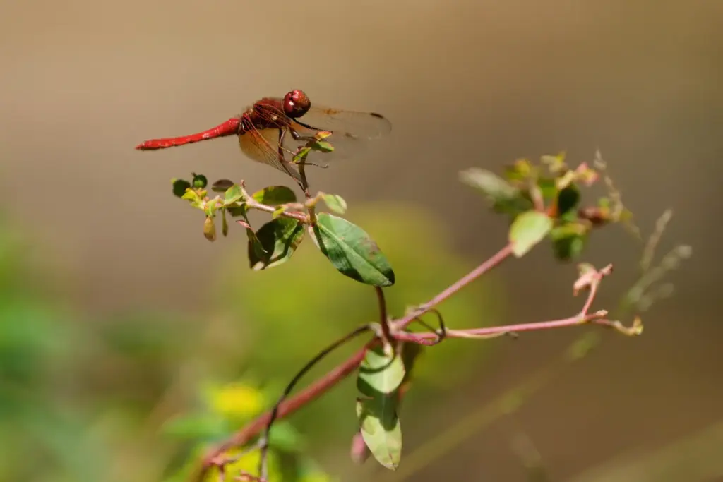 A dragonfly rests on a plant at the Lake Merritt Dragonfly Habitat Garden.