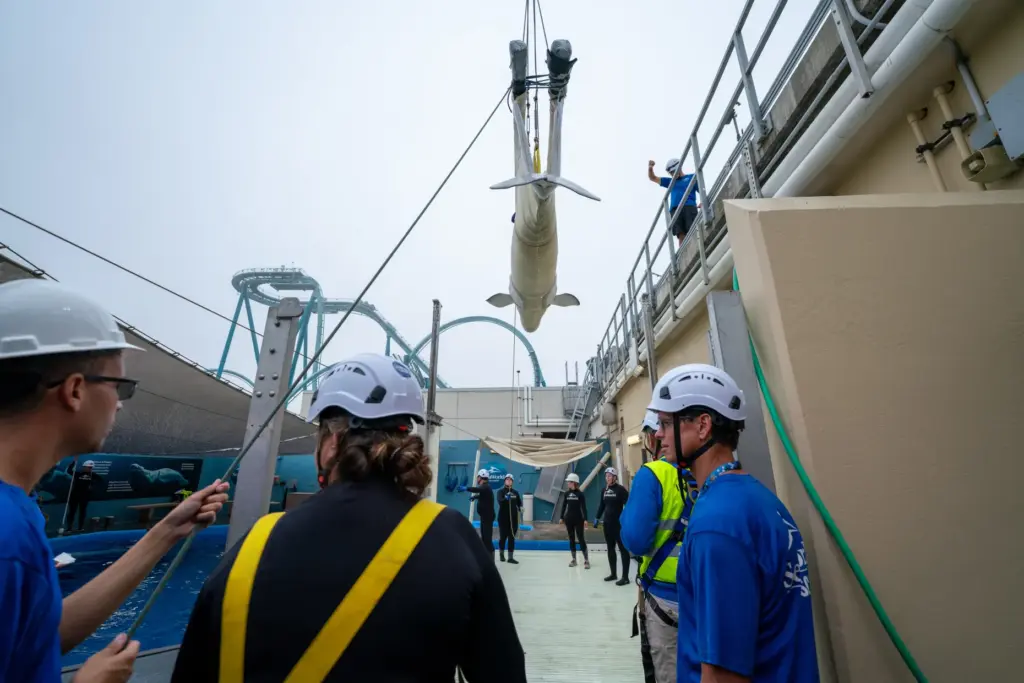 Rescued beluga whale arrives to SeaWorld San Diego.(Courtesy of SeaWorld...