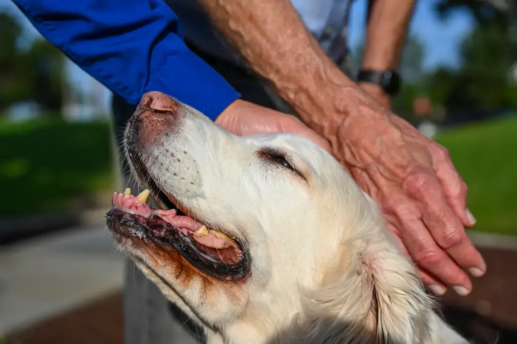 Chrissy, a 10-year-old white Golden Retriever in Tustin on Wednesday,...