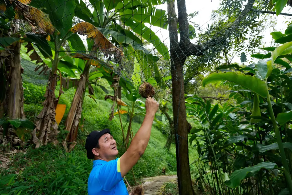 Durian farmer Kie Kim Hwa collects a durian in a net at his hillside orchard.
