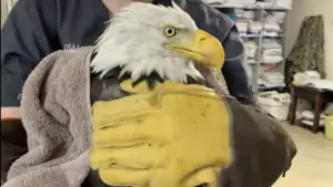 Big Bear bald eagle Jackie is back on assisted oxygen