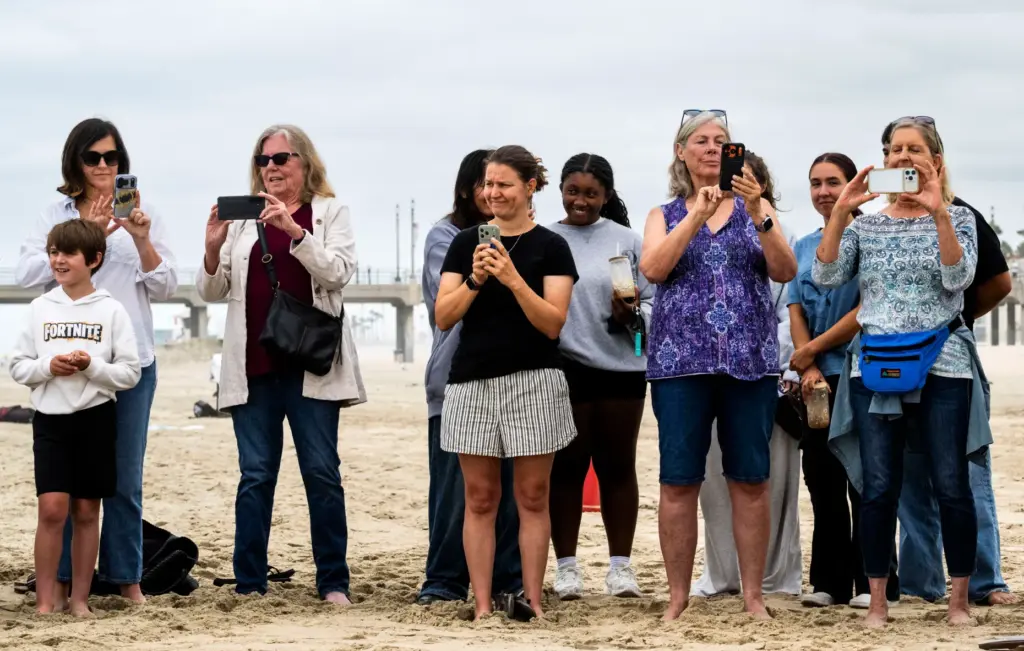 People watch as five Brown pelicans are released by the...