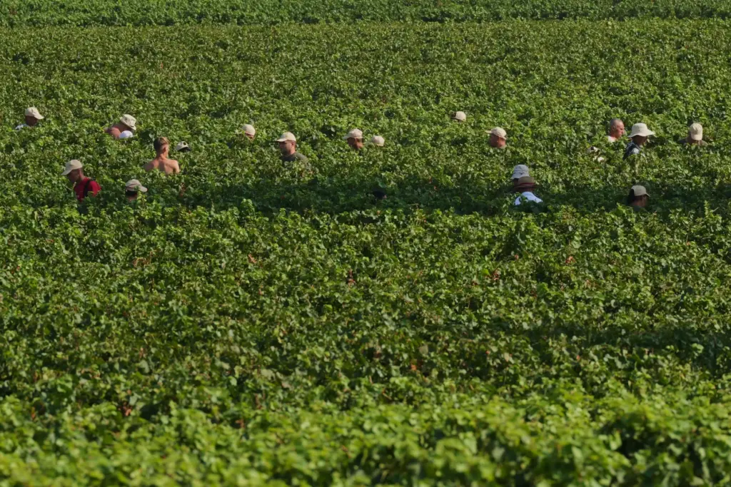 Workers pick wine grapes during the harvest in Corte Franca,...