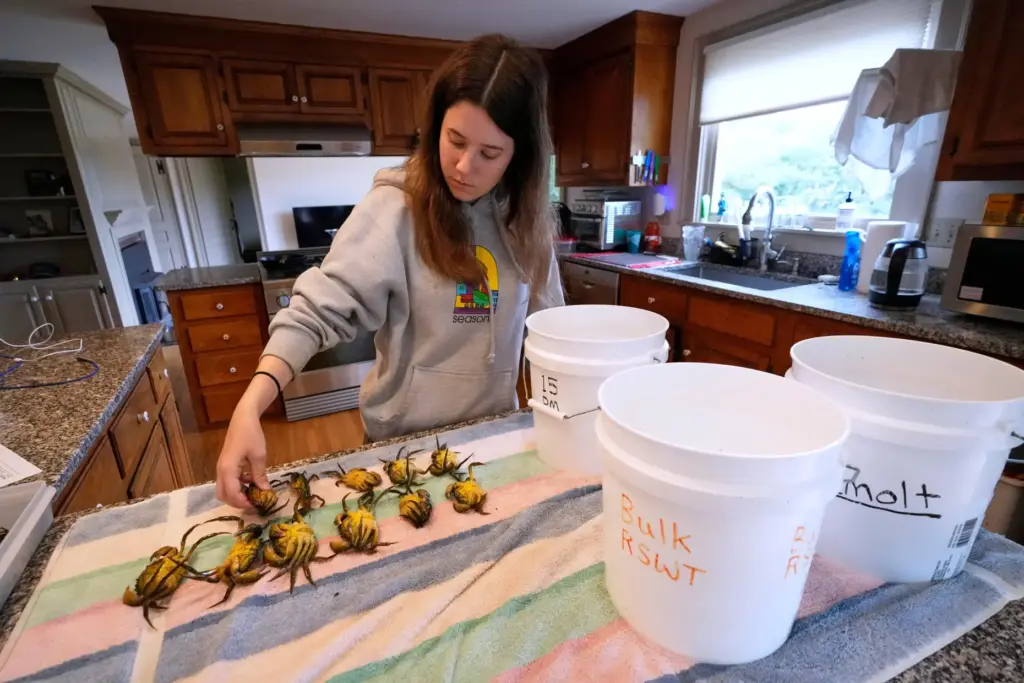 University of Miami intern Grace Welles sorts pre-molt green crabs...