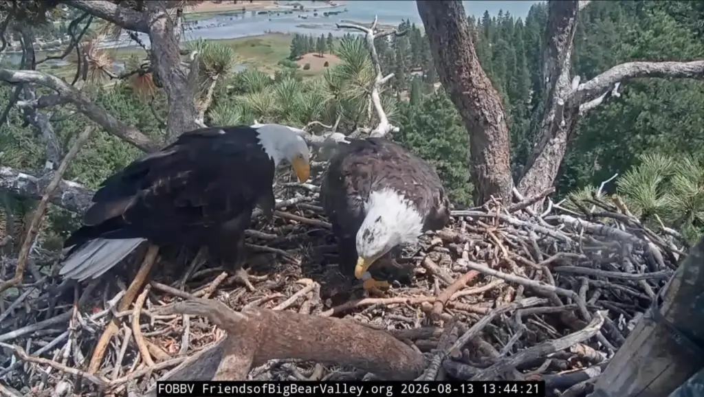 Bald eagles Shadow and KD1 nest together Thursday, Aug. 13,...