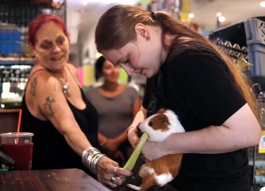 Director Kimie Smothermon feeds a guinea pig corn husks while volunteer Brianna MacIntyre clips its nails.