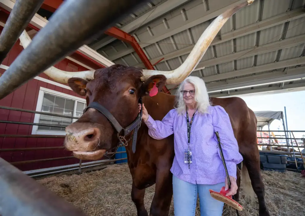 Nancy Truglio shows off Hoss, a 2,400-pound ox, at Centennial...