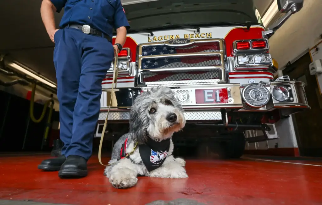 Laguna Beach Firefighter/Paramedic Logan Strook with Oro, a 2-year-old Aussiedoodle...