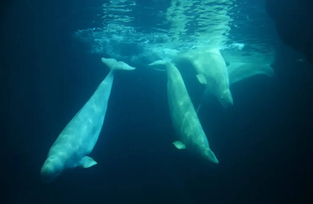 Peekachu, one of four beluga whales relocated from a facility...