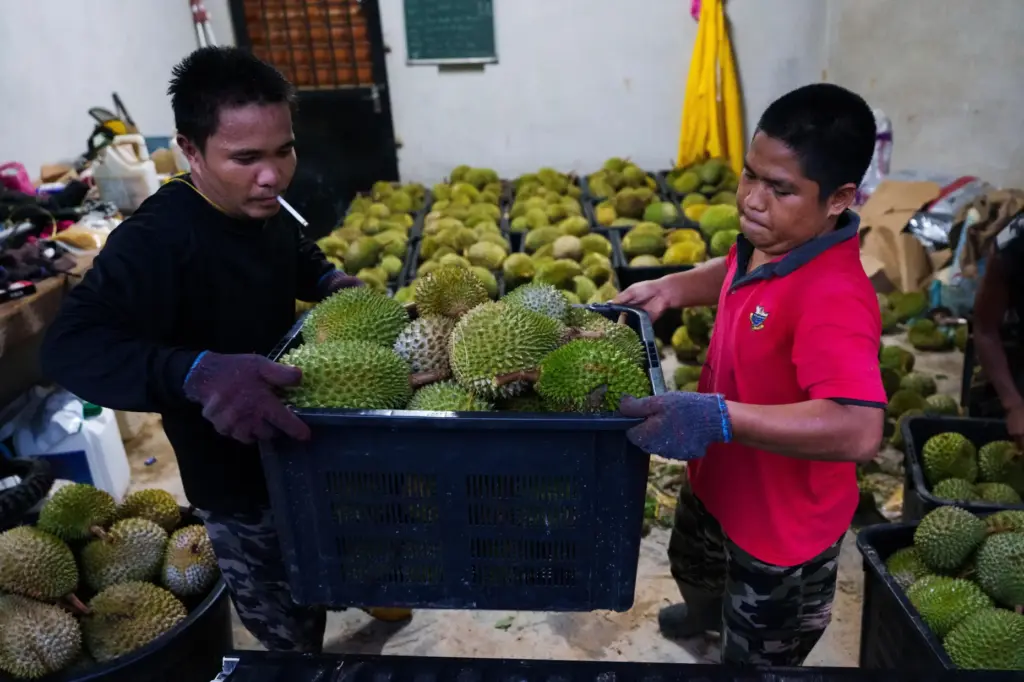 Workers carry a basket of freshly harvested durians at a farm collection point.
