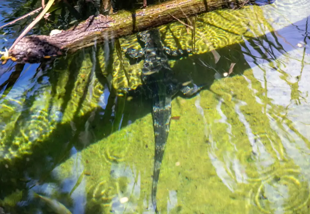 A Chinese Alligator, an endangered species, and the Santa Ana...