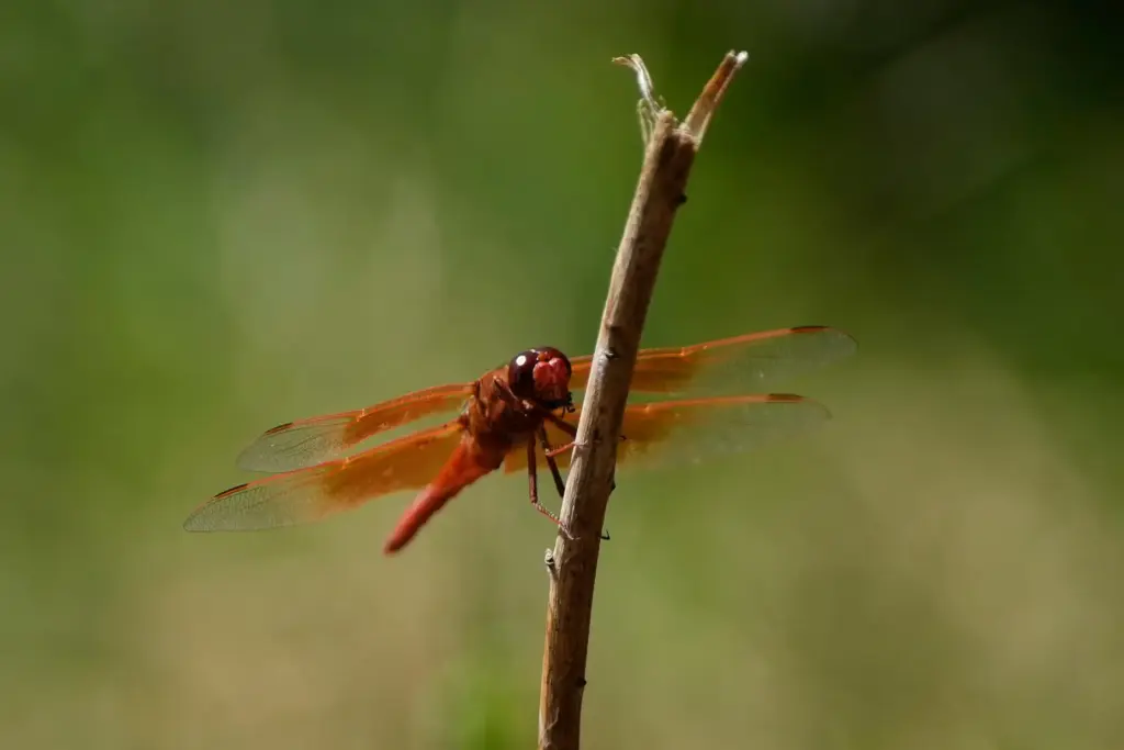 A dragonfly rests on a plant at the Lake Merritt Dragonfly Habitat Garden.