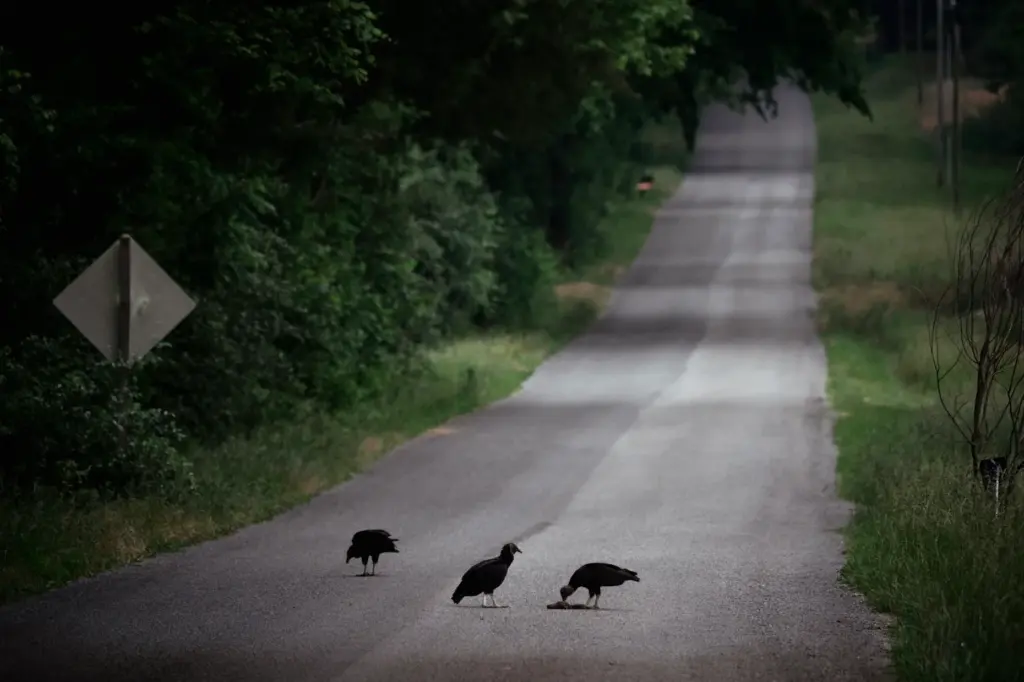 Black vultures feed on a squirrel near downstate Crab Orchard...