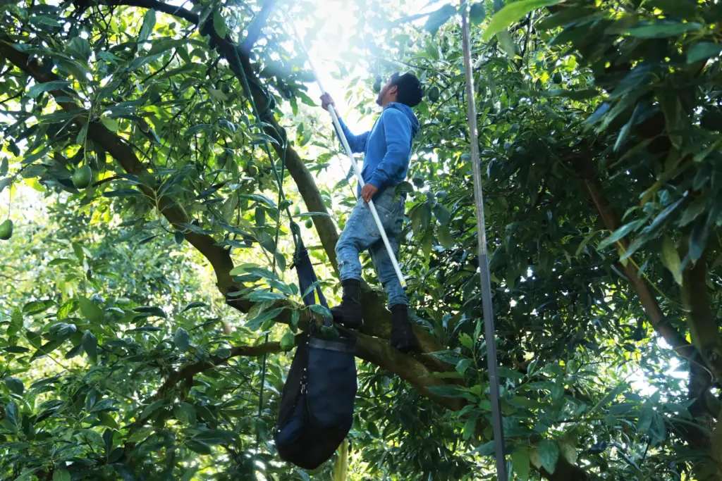 A farmhand harvests avocados at an orchard in Santa Ana...