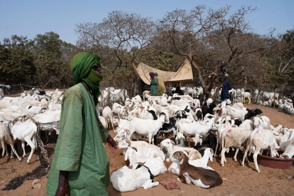 A flock of sheep gather in a livestock market in Dakar, Senegal.