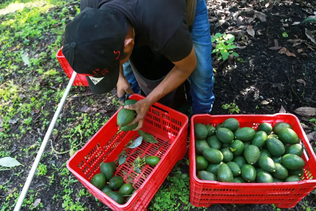 A farmhand harvests avocados at an orchard in Santa Ana...