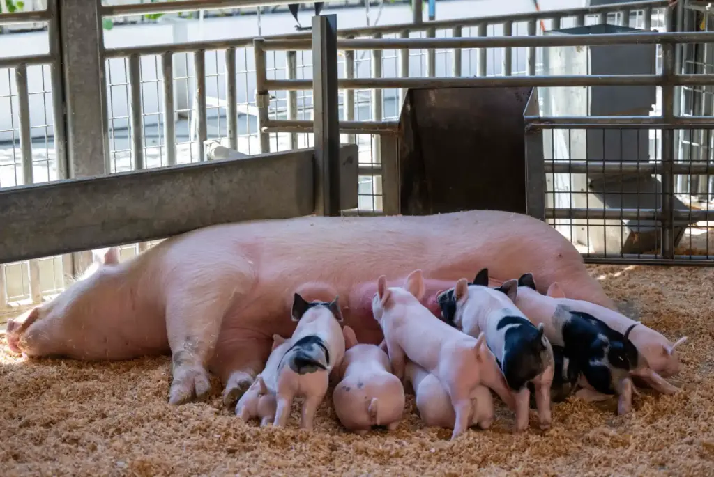 A sow named Janine lays patiently while 10 piglets feed...