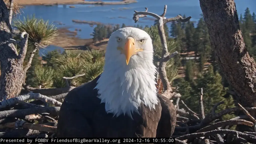 Jackie in 2024. (Courtesy of Friends of Big Bear Valley)